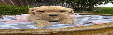 Monte
