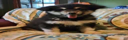 Alaskan Malamute dogs for sale: Alaskan Malamute Puppy 1 - Ad 5