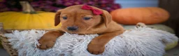 Labrador Retriever dogs for sale: NOAH - Ad 18
