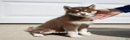 Pomsky dogs for sale: Coco Chocolate Pomsky - Ad 3