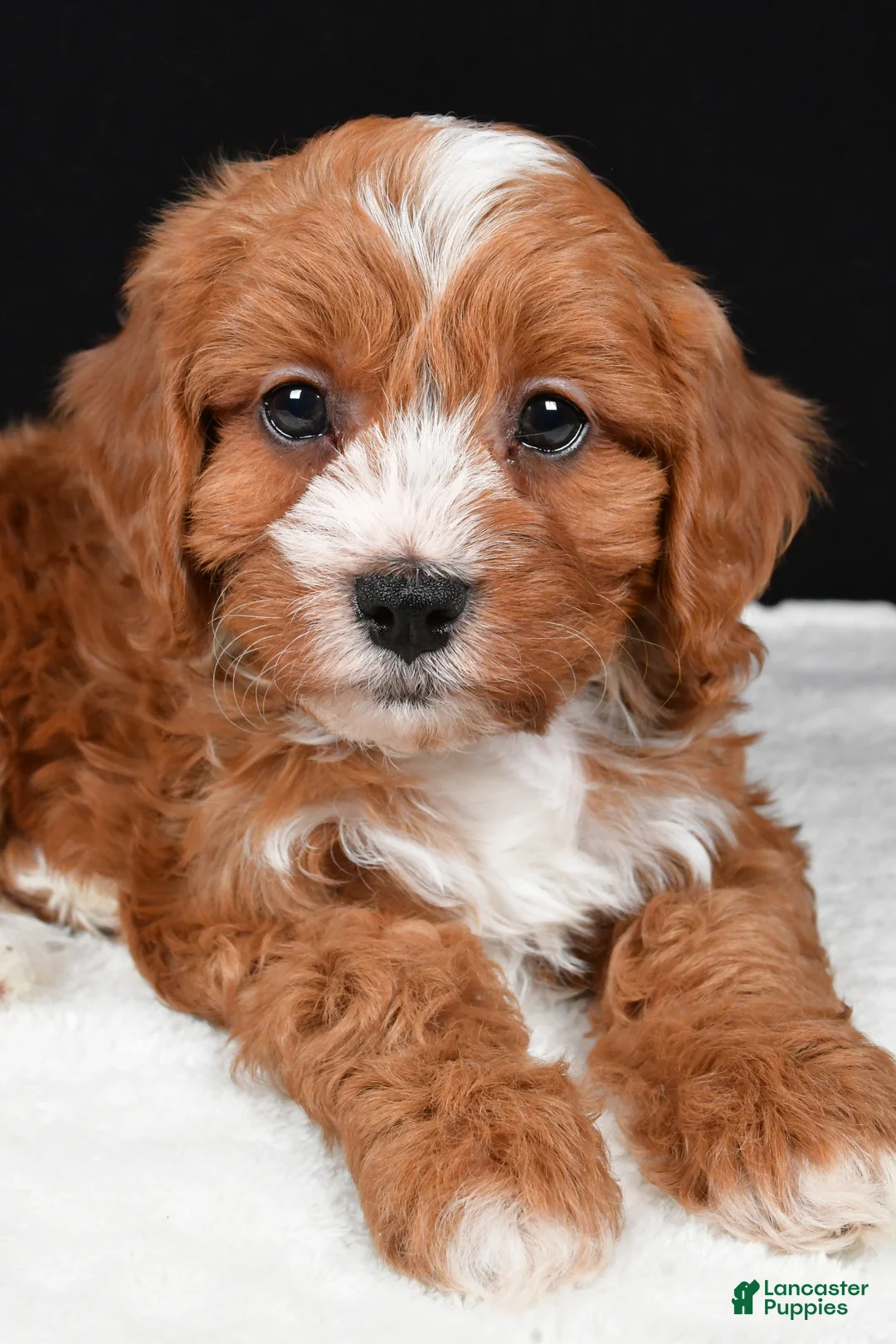 Cavapoo dogs for sale: Kim - Ad 10
