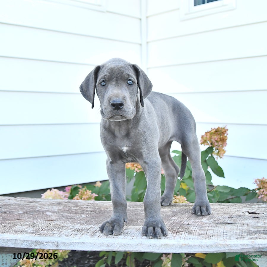 Great Dane dogs for sale: Lucy - Ad 1