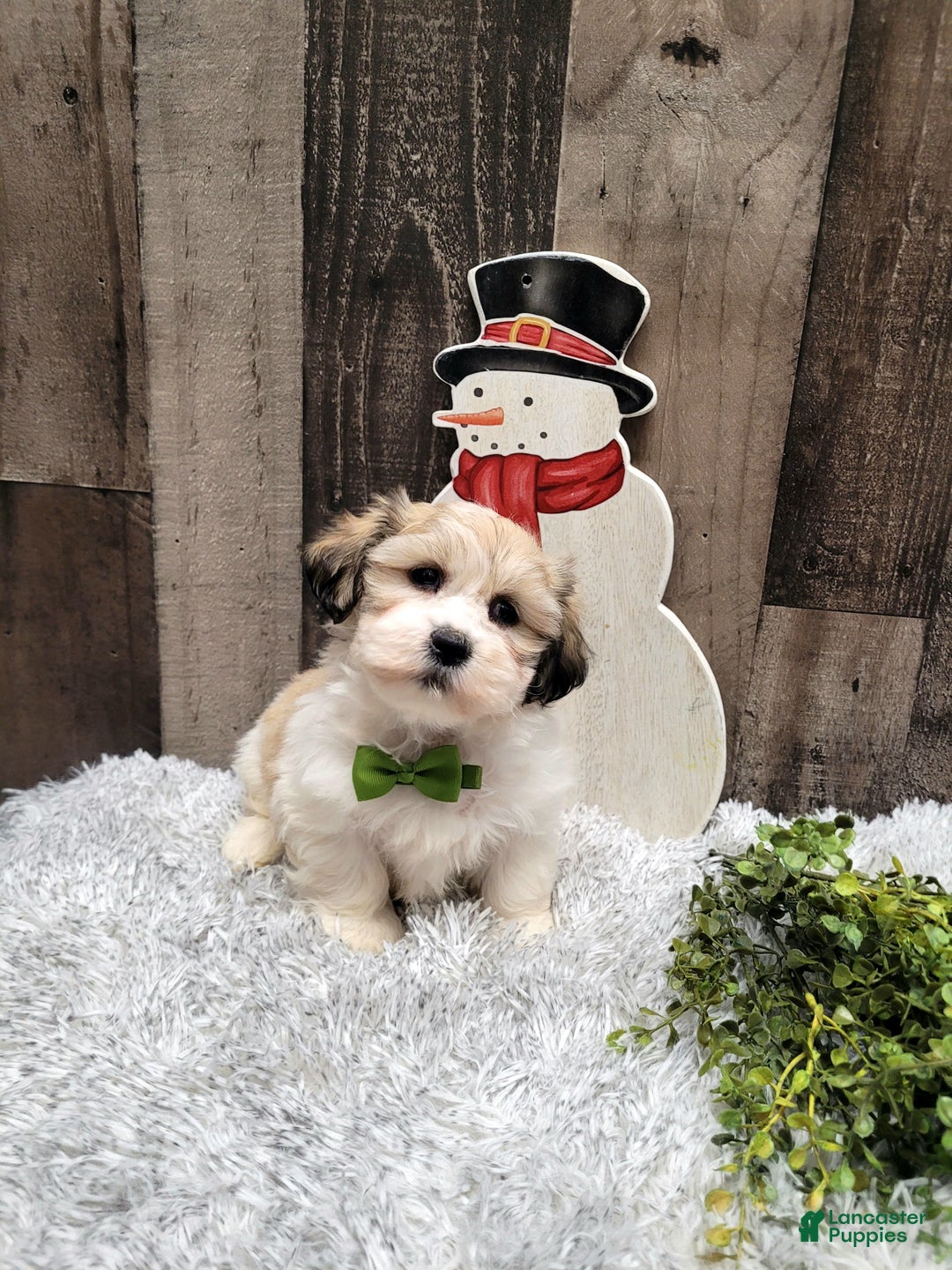 Teddy Bear dogs for sale: Waffles - Ad 6