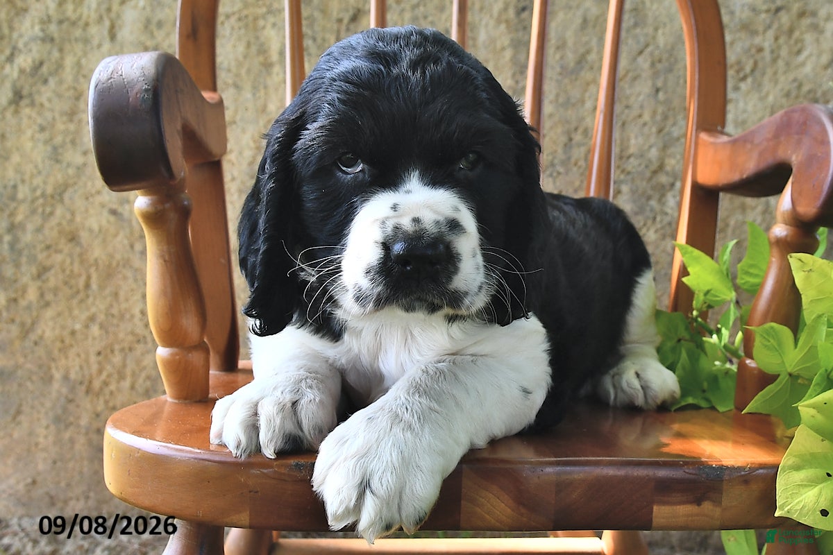 English Springer Spaniel dogs Whoopie Pie  - Ad 1