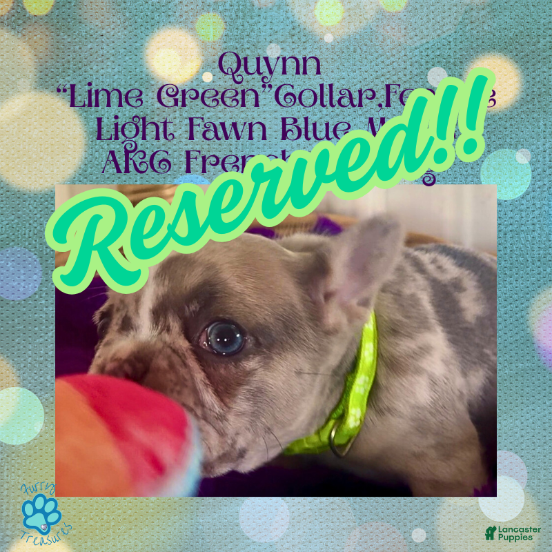 French Bulldog dogs Quynn “LimeGreen” Collar, Female  - Ad 4