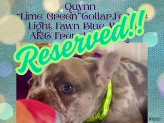 French Bulldog dogs Quynn “LimeGreen” Collar, Female - Ad 4