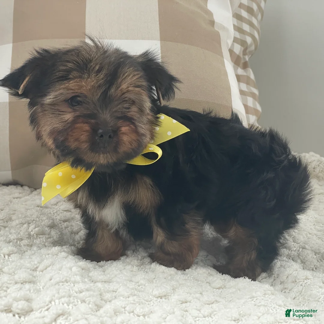 Yorkshire Terrier dogs for sale: Fluffy - Ad 8