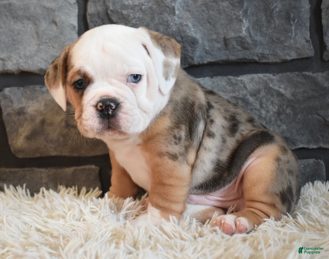 Mixed Breed dogs for sale: Bubba  - Ad 1