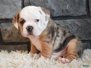 Mixed Breed dogs Bubba - Ad 7