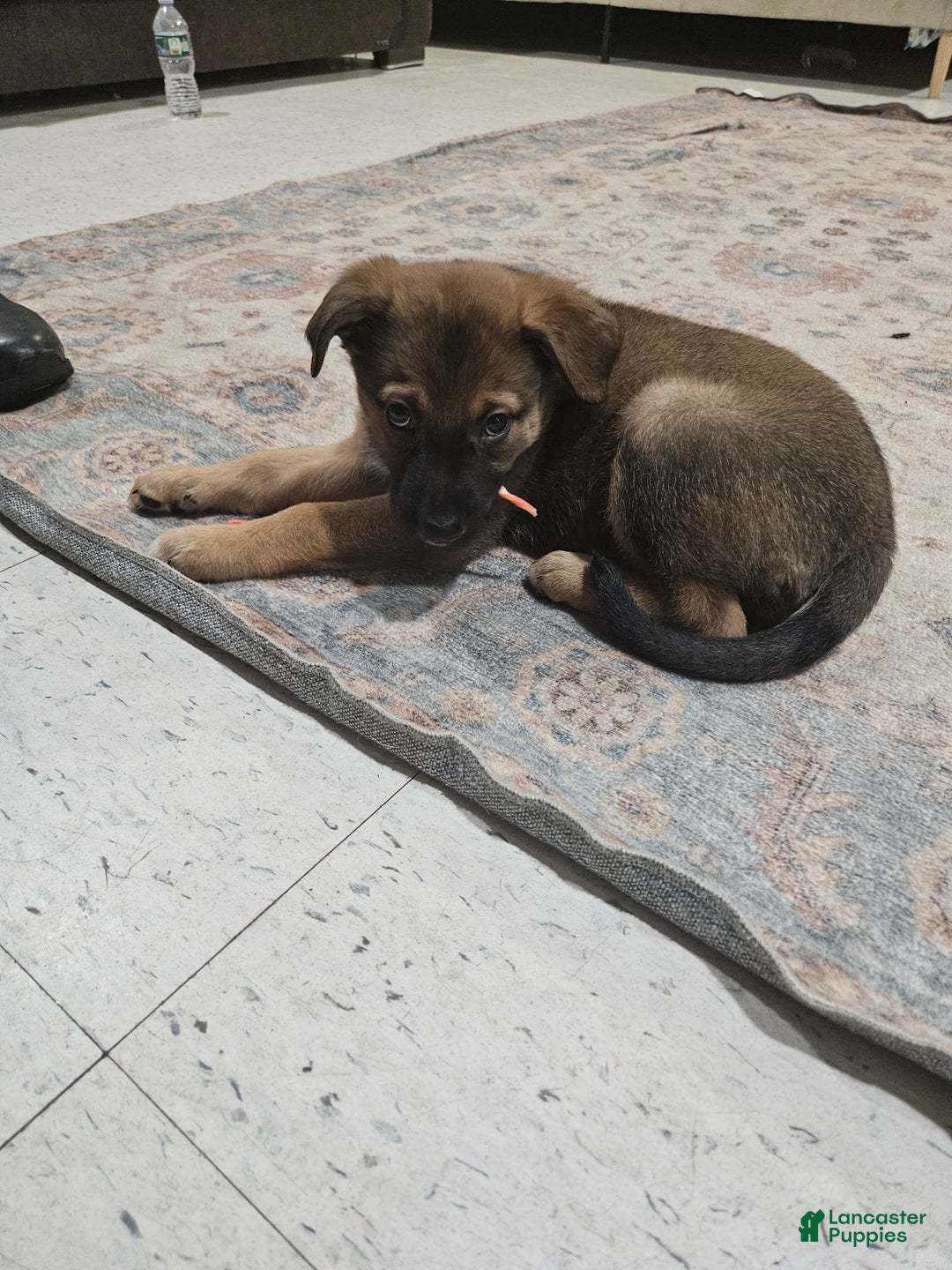 Mixed Breed dogs for sale: Mixed Breed Puppy 2 - Ad 4