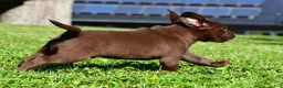 Labrador Retriever dogs for sale: Chico - Ad 7