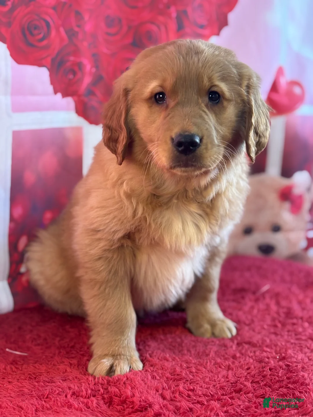 Golden Retriever dogs for sale: Kyle - Ad 1