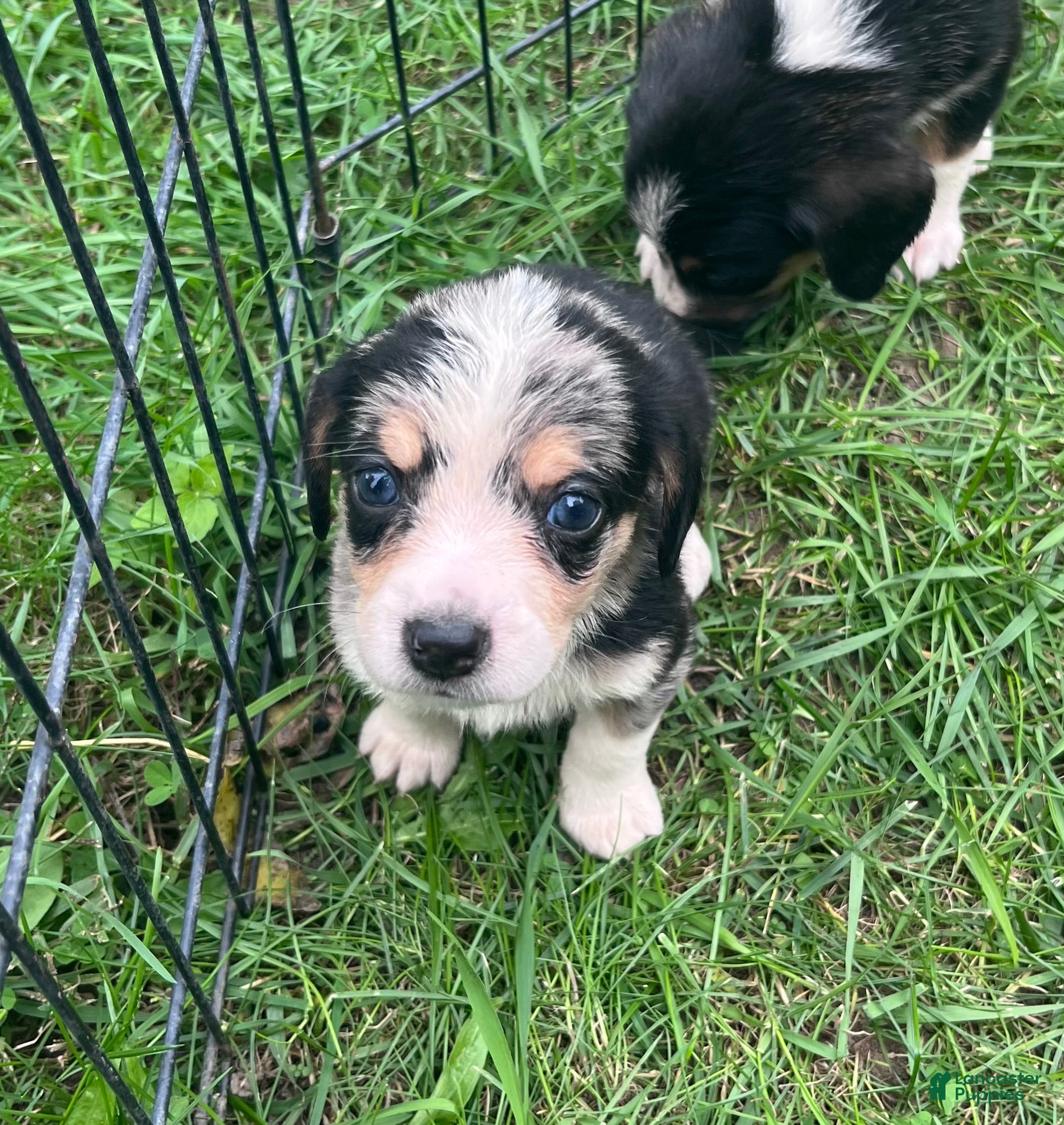 Mixed Breed dogs Female #4 - Ad 25