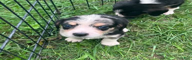 Female #4