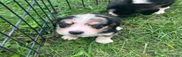 Mixed Breed dogs for sale: Female #4 - Ad 1