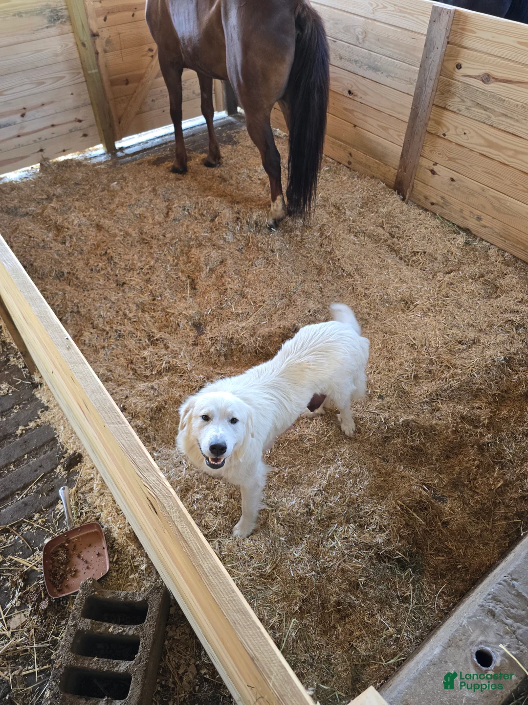 Great Pyrenees dogs for sale: Great Pyrenees Puppy - Ad 4