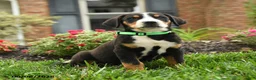 Greater Swiss Mountain Dog dogs for sale: Tank - Ad 1