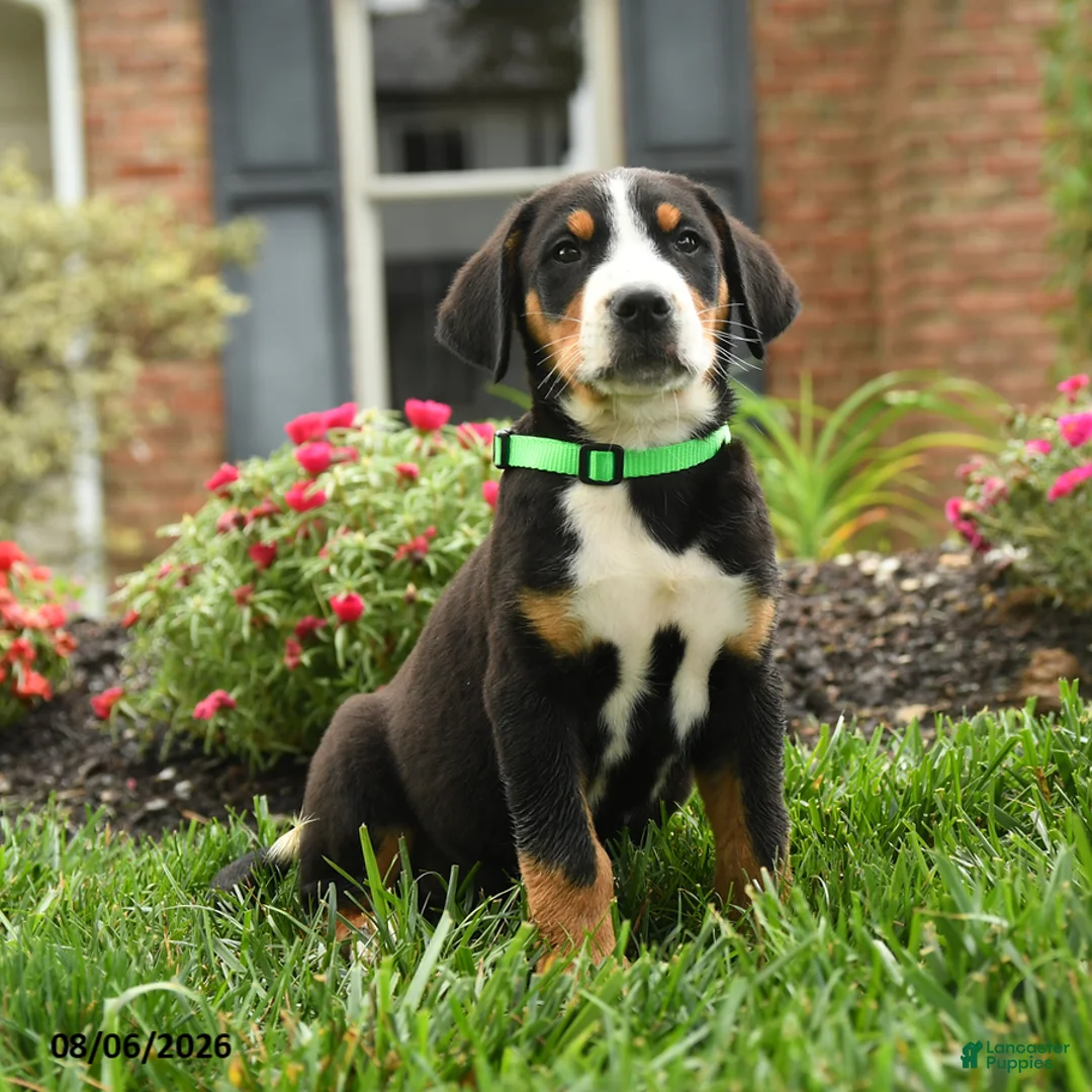 Greater Swiss Mountain Dog dogs for sale: Tank - Ad 1