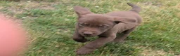 Labrador Retriever dogs for sale: Chocolate Male (Black) - Ad 7