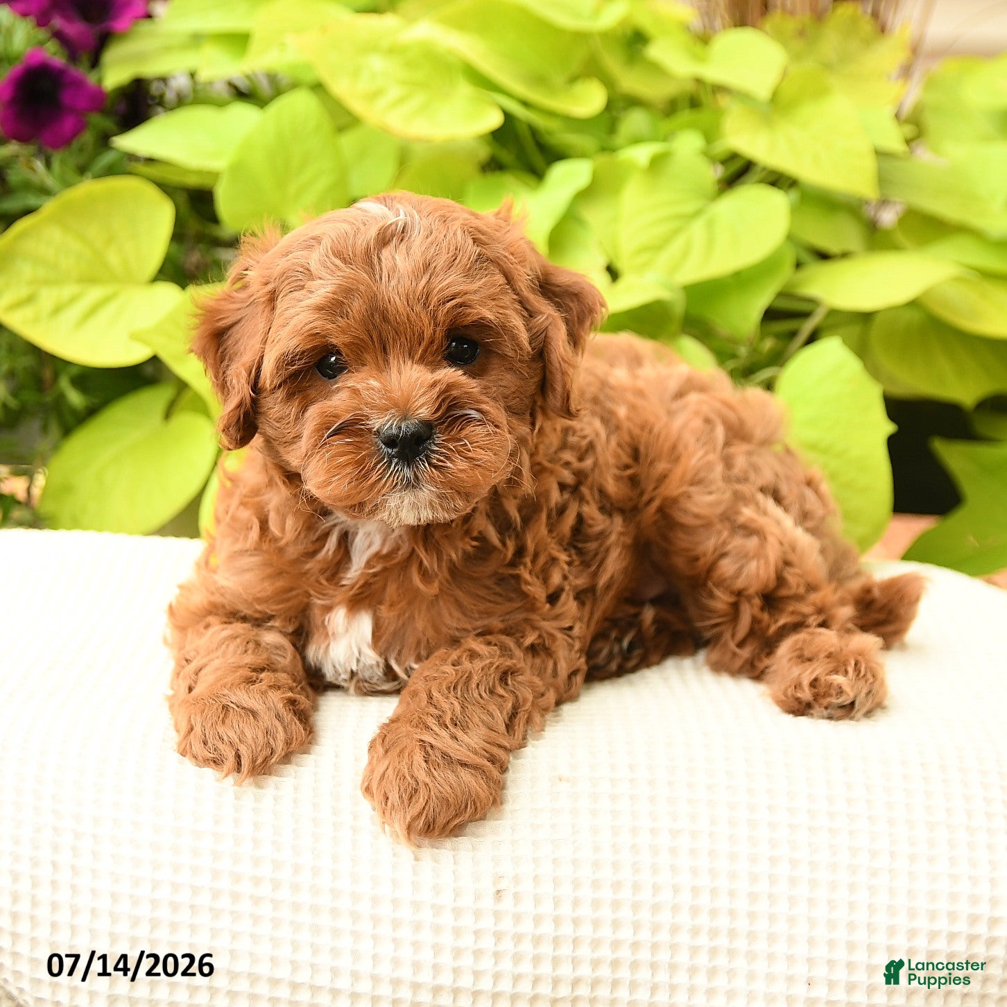 Cavapoo dogs for sale: Buddy - Ad 2