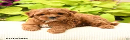Cavapoo dogs for sale: Buddy - Ad 1