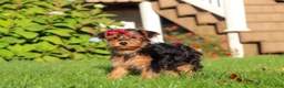 Yorkiepoo dogs for sale: Poppy - Ad 5