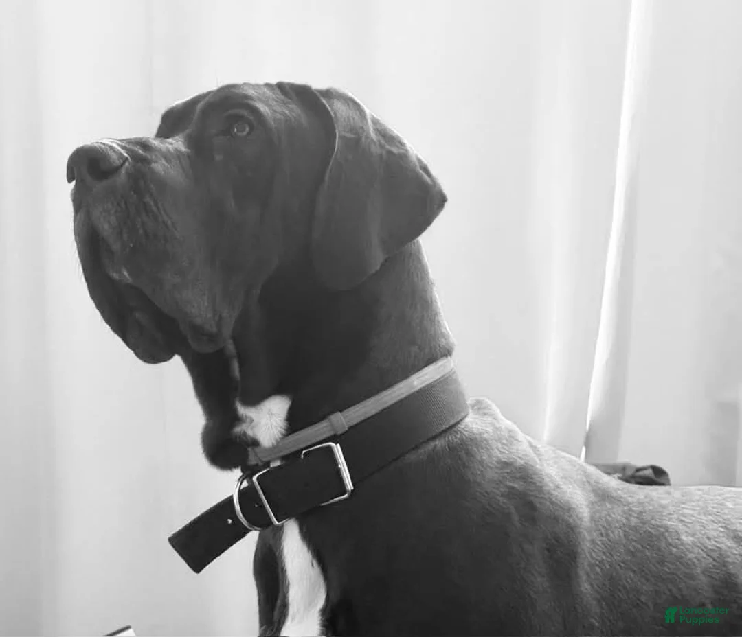 Great Dane dogs for sale: Dove  - Ad 10