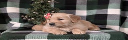 Golden Retriever dogs for sale: Carrie - Ad 5