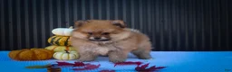 Pomeranian dogs for sale: Max🐾 - Ad 4