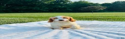 Cavapoo dogs for sale: Bruno - Ad 6