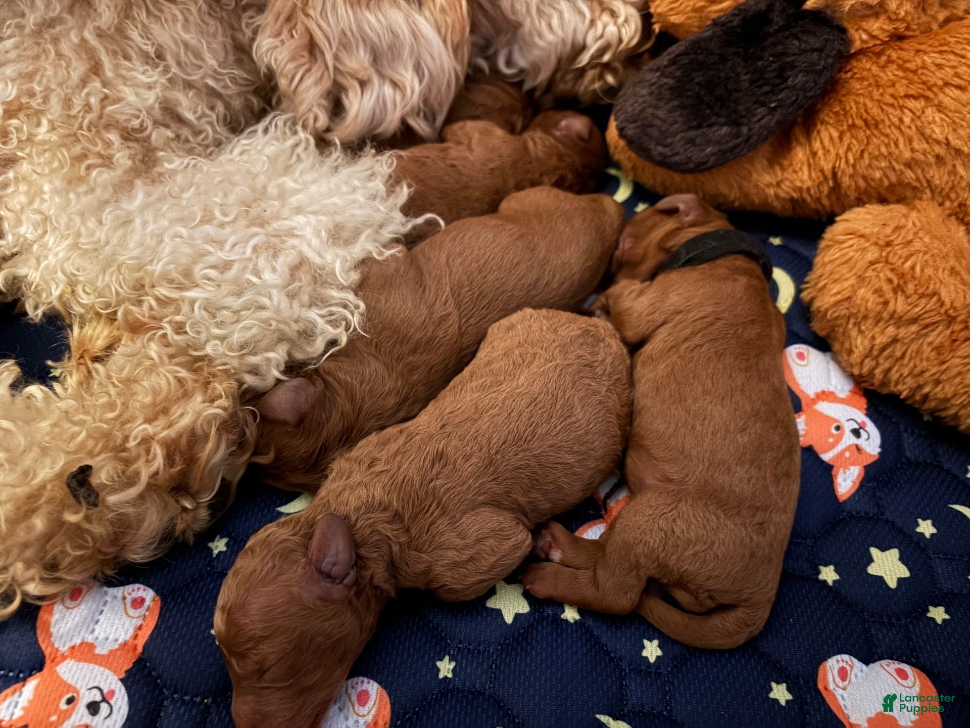 Mini Goldendoodle dogs Mini Goldendoodle 4 - Ad 3