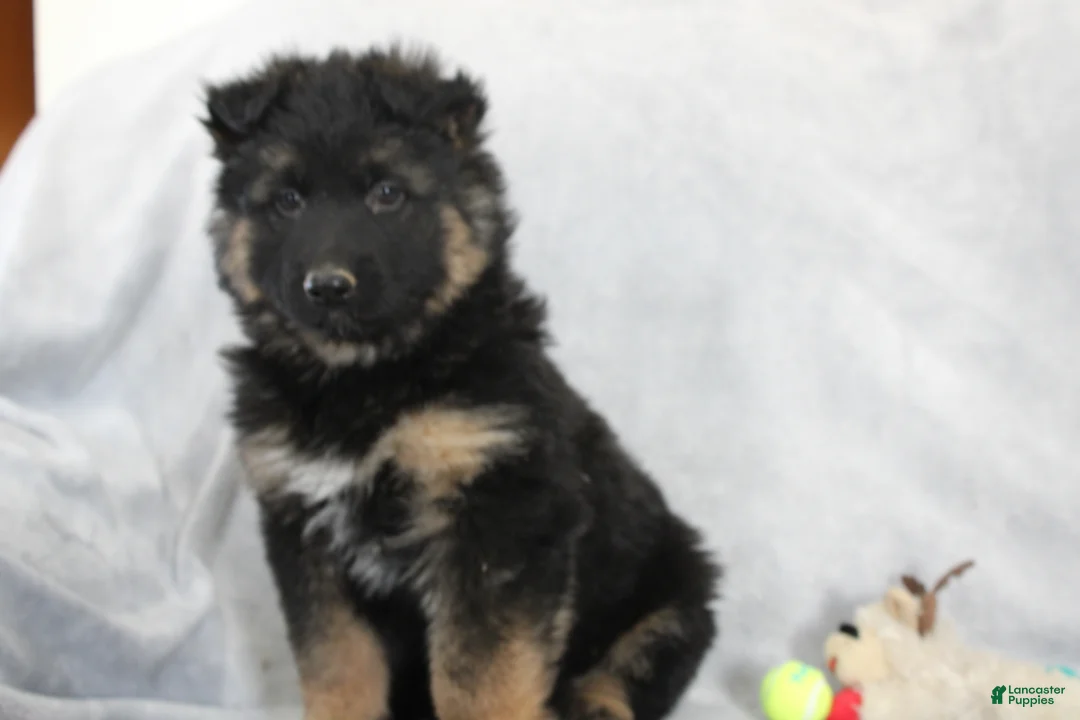 German Shepherd dogs for sale: Chief - Ad 1