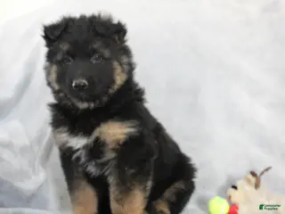 German Shepherd dogs for sale: Chief - Ad 4