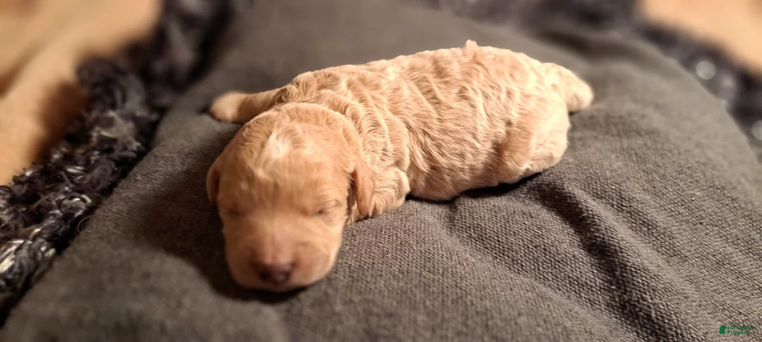 Mini Goldendoodle dogs for sale: Mini Goldendoodle Puppy 4 - Ad 2