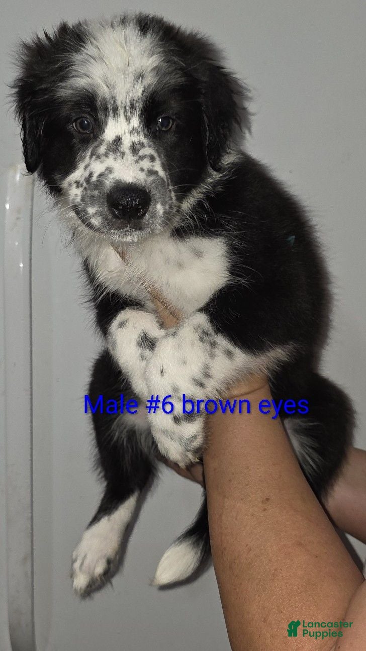 Mixed Breed dogs for sale: Spots - Ad 1