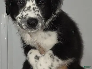 Mixed Breed dogs for sale: Spots - Ad 1