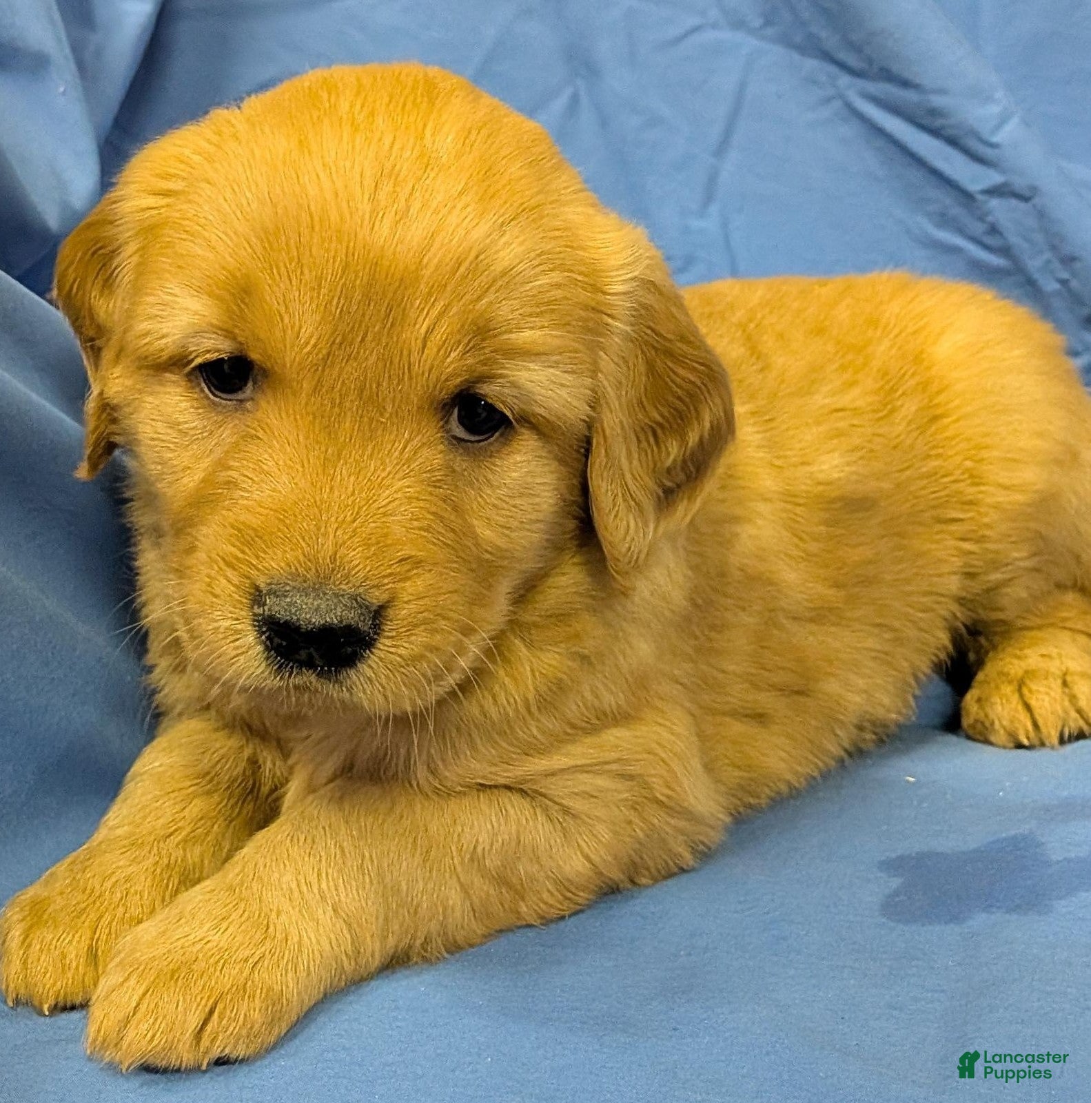 Golden Retriever dogs Nike - Ad 1