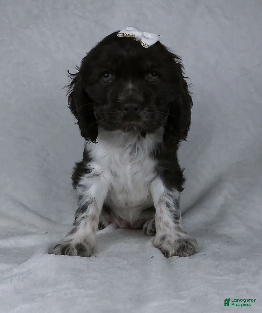 Cocker Spaniel dogs for sale: Bella - Ad 4