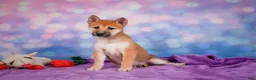 Shiba Inu dogs for sale: Luna - Ad 3