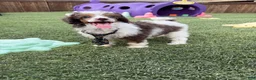 Miniature Poodle dogs for sale: Akc Clear 🧬 Tested Blue Merle  Phantom Parti- Bb - Ad 6
