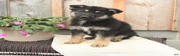 German Shepherd dogs for sale: Dakota - Ad 2