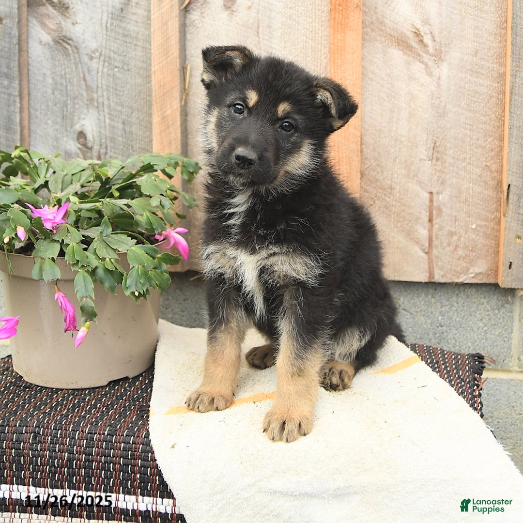German Shepherd dogs for sale: Dakota - Ad 2