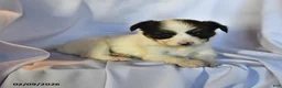 Papillon dogs for sale: Sphnix - Ad 3