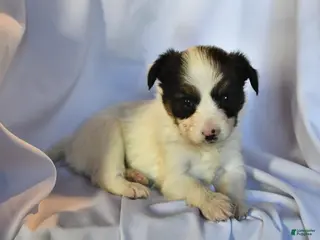 Papillon dogs Sphnix - Ad 30