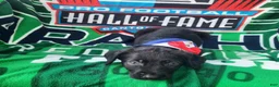 Mixed Breed dogs for sale: Officer Bronco - Ad 15