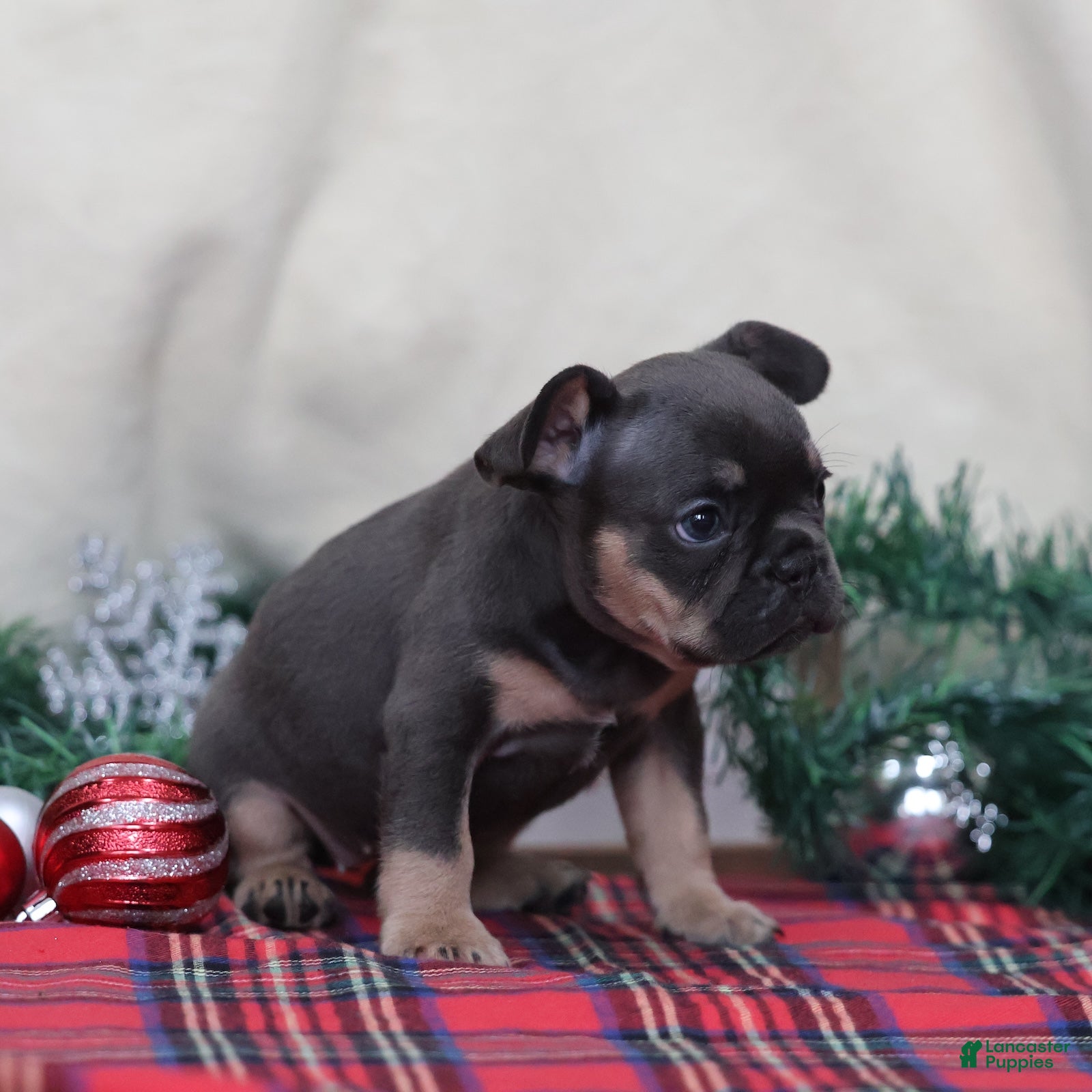 French Bulldog dogs Ashley  - Ad 2