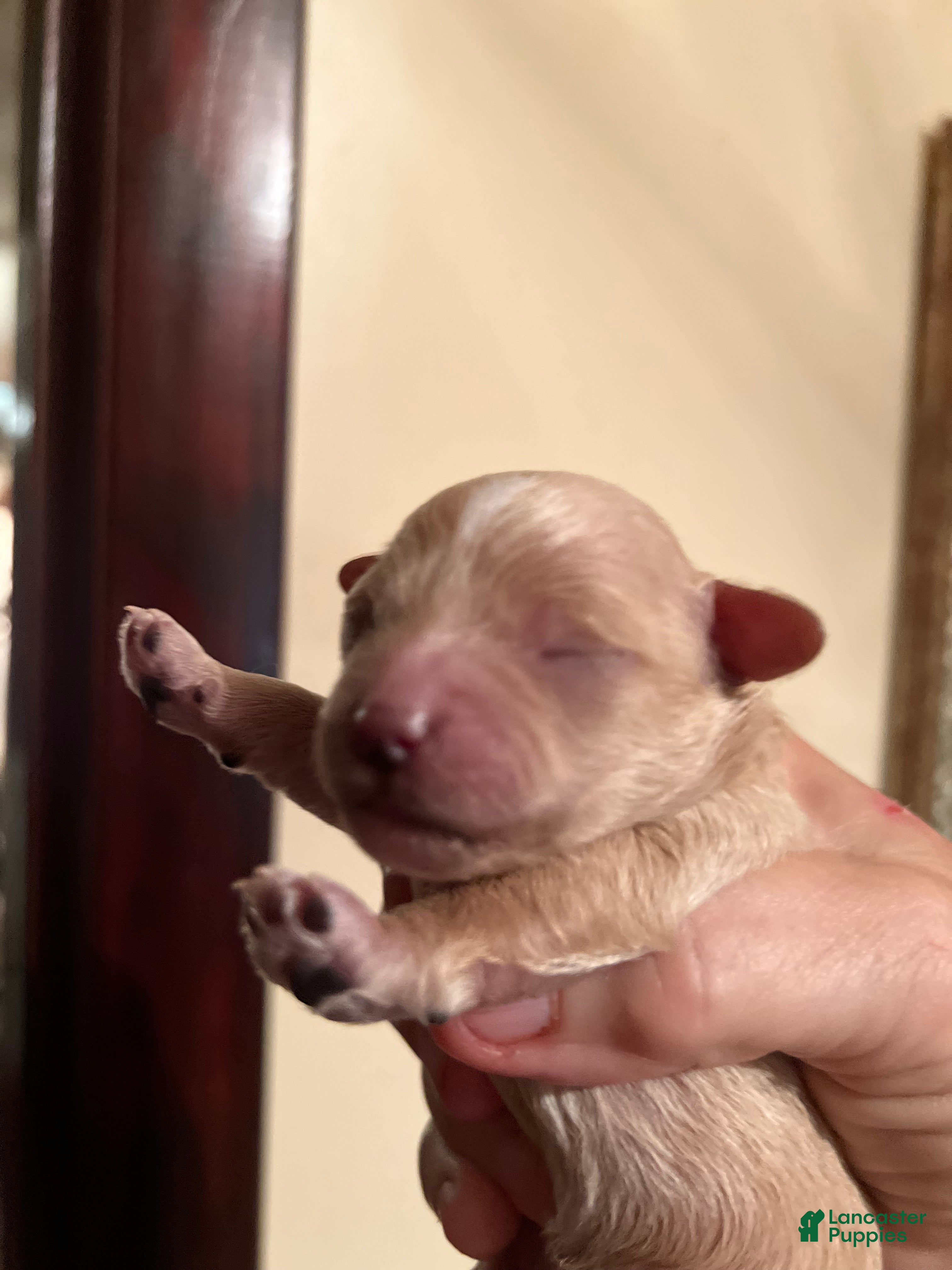 Maltipoo dogs Ying-The tiny Chinese Maltipoo - Ad 2