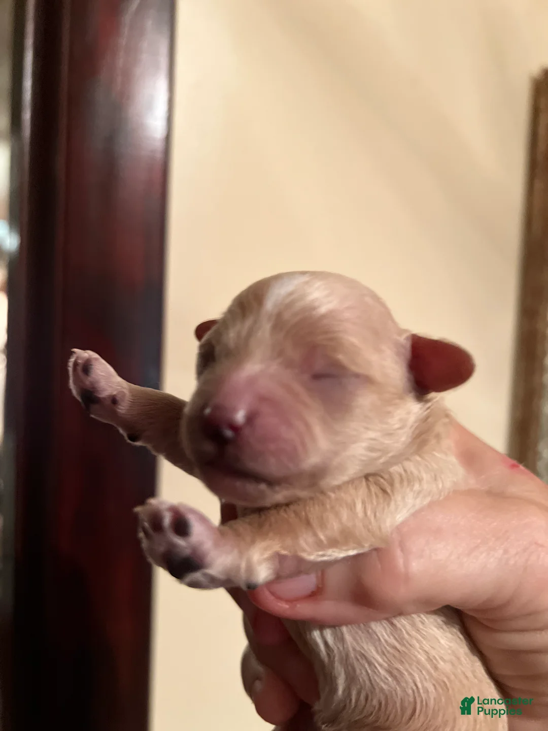 Maltipoo dogs for sale: Ying-The tiny Chinese Maltipoo - Ad 2