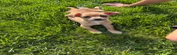 Chihuahua dogs for sale: Chihuahua 1 - Ad 10