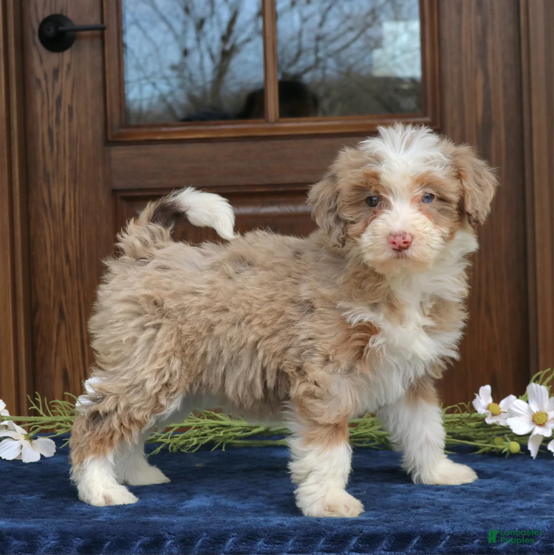 Mini Bernedoodle dogs for sale: Violet  - Ad 1